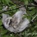 sloth_toed_three_map_h_0032_cos0227.jpg